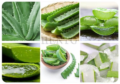 What are the wonderful uses of aloe vera?
