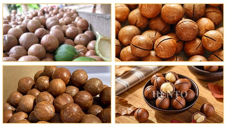 Macadamia Nut Cracker Machine Macadamia Nut Cracker Machine