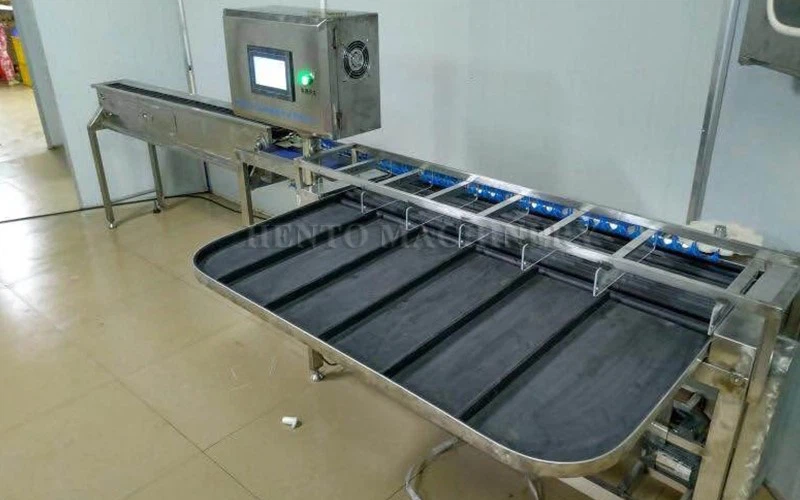 Chicken Egg Sorting Machine3 Chicken Egg Sorting Machine3