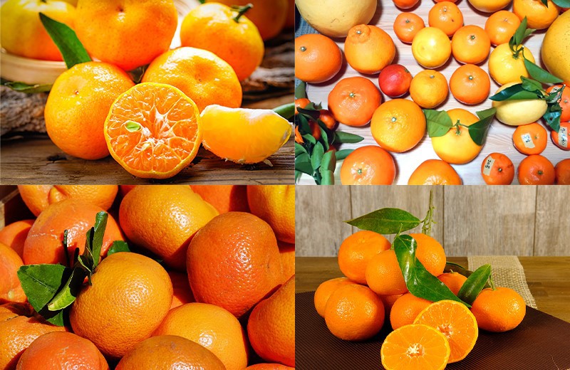 Citrus Fruit Washing Machine 1 Citrus Fruit Washing Machine 1