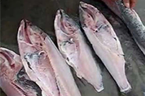 fish processing plant fish processing plant