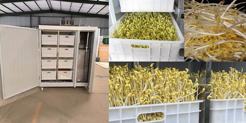 Soybean Sprouting Machine Soybean Sprouting Machine