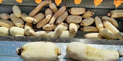 carrot washing machine carrot washing machine